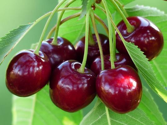 Kirschen rot Blätter