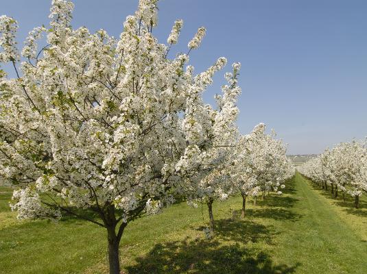 Obstplantage Blüte Reihe Obstplantage Blüte Reihe