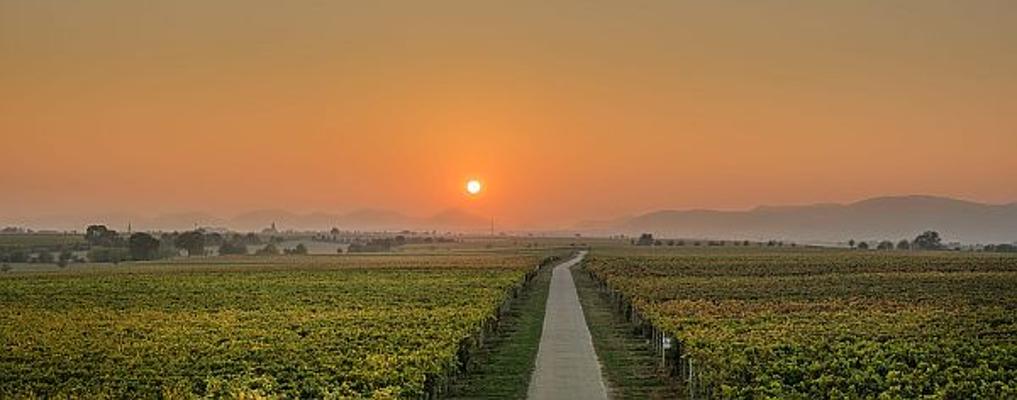 Weinberg Pfalz mit Sonnenaufgang/ K. Ruschmaritsch
