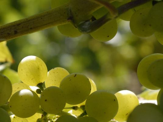 Trauben grün Blick durch Weinstock