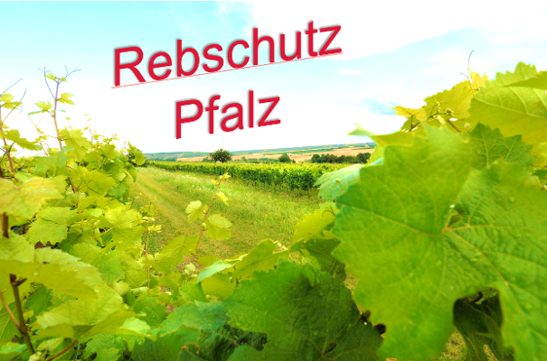 Rebschutz Pfalz